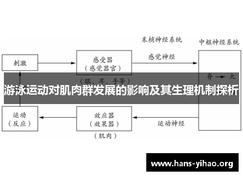 游泳运动对肌肉群发展的影响及其生理机制探析